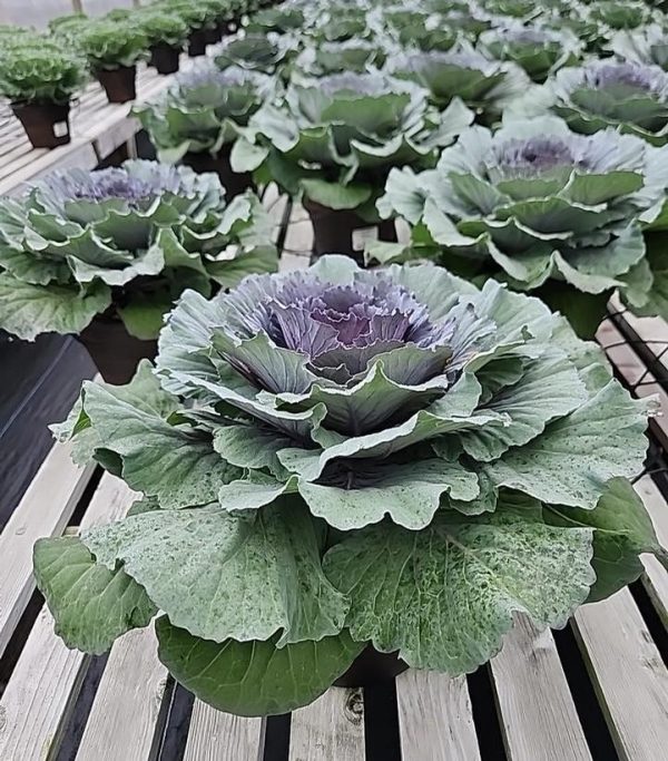 KALE ORNAMENTAL PURPLE