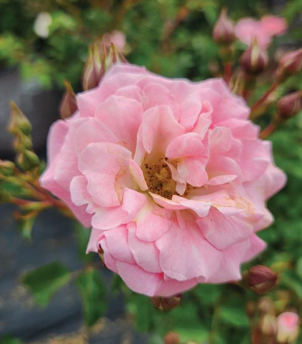 ROSA `DRIFT BLUSHING`