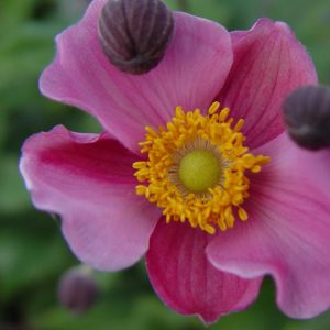 ANEMONE X `SEPTEMBER CHARM`