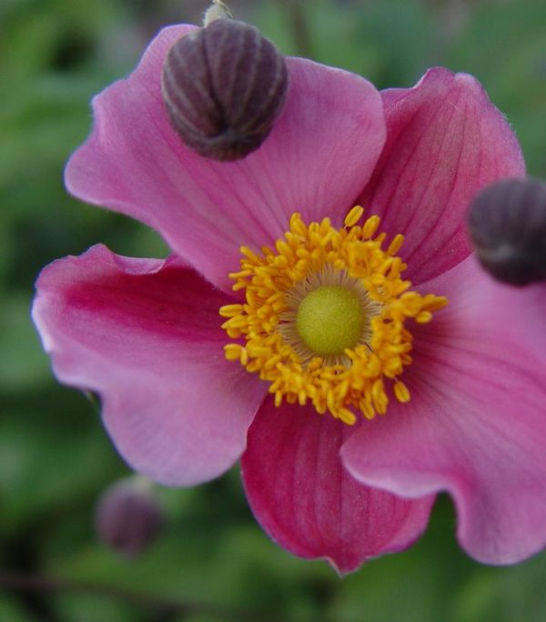 ANEMONE X `SEPTEMBER CHARM`