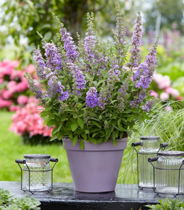 BUDDLEIA HIGH FIVE `PURPLE`