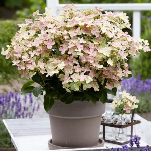 HYDRANGEA PAN. `EARLY EVOLUTION`