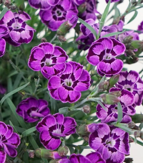 DIANTHUS EVERLAST `VIOLET BLUE`