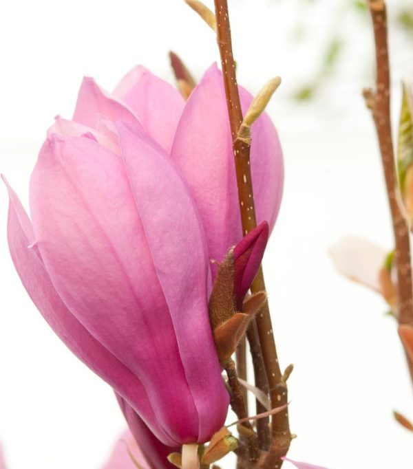 MAGNOLIA LILIIFLORA `ANN`