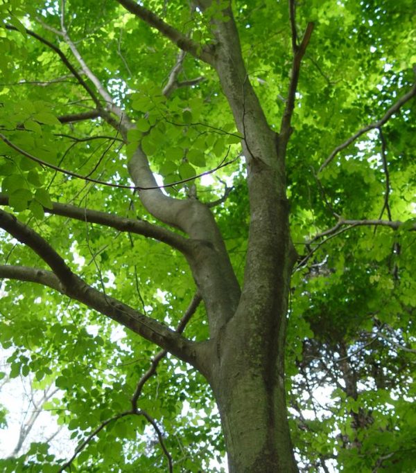 FAGUS GRANDIFOLIA