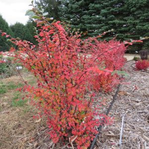 COTONEASTER  X `AUTUMN INFERNO`