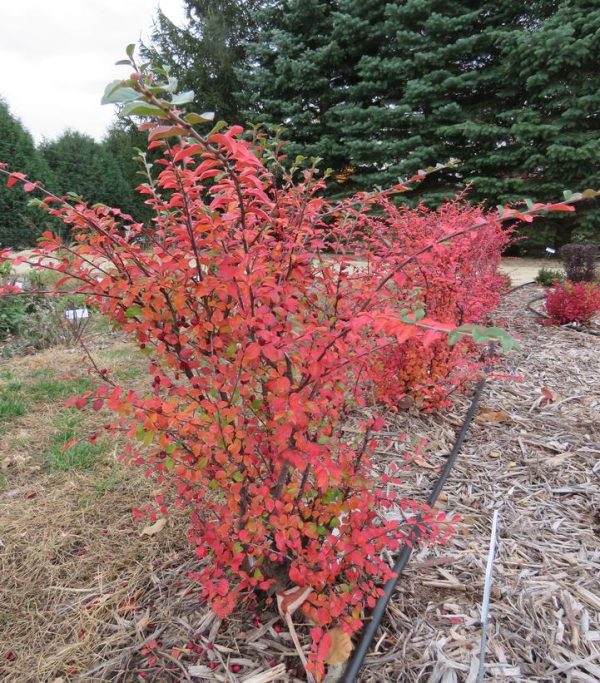 COTONEASTER  X `AUTUMN INFERNO`