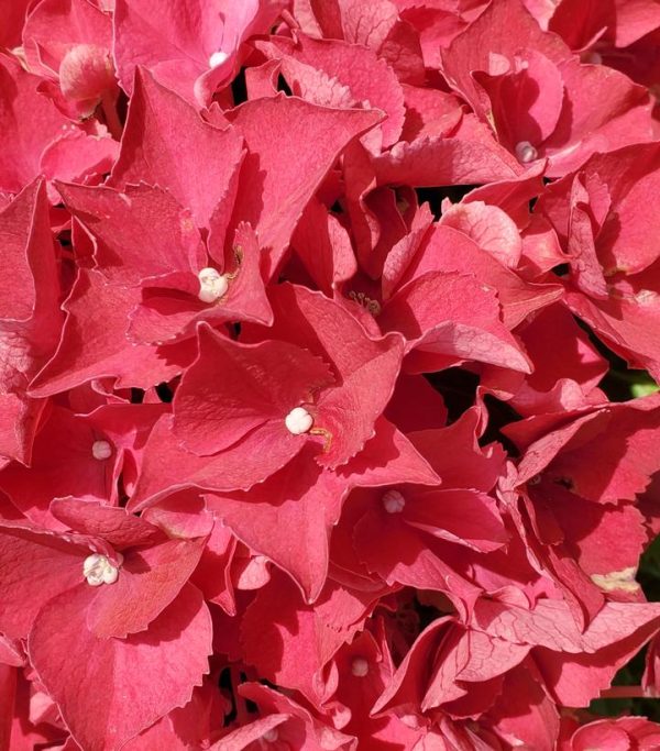 HYDRANGEA M HI `FIRE`