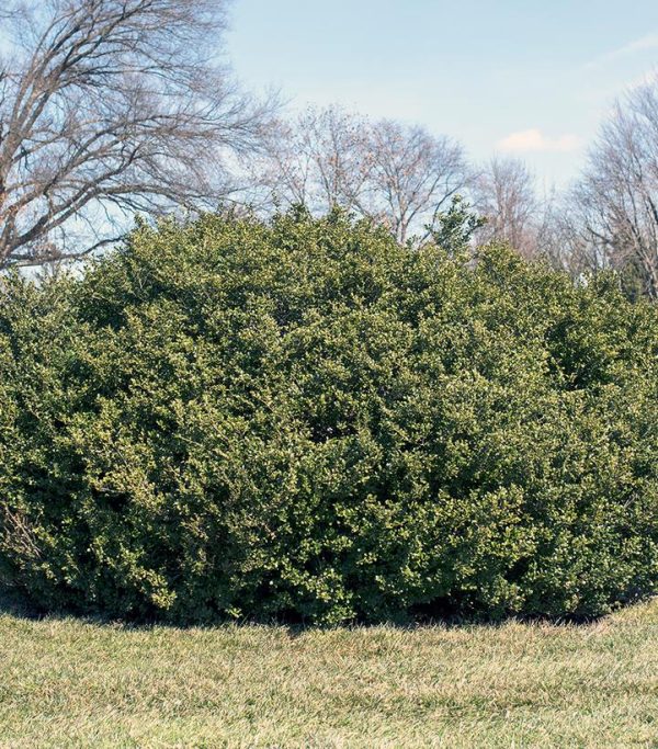 ILEX CRENATA WINTERSCAPE `CHILLY WILLY`