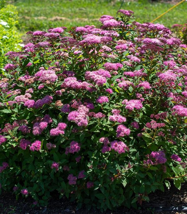 CG - SPIRAEA JAPONICA `ICE DRAGON`