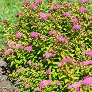 SPIRAEA JAPONICA `NORTHERN LIGHTS`