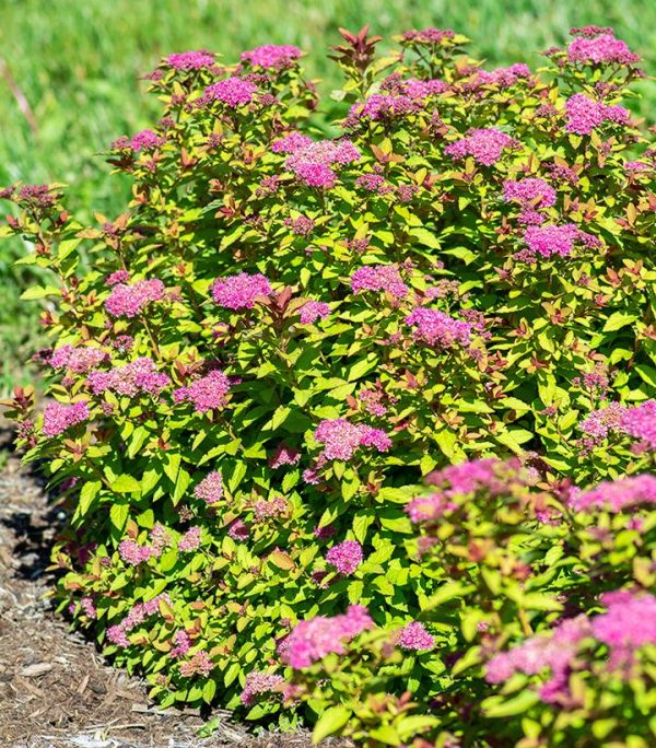 SPIRAEA JAPONICA `NORTHERN LIGHTS`