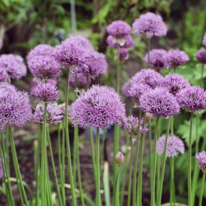 ALLIUM `PINBALL WIZARD`
