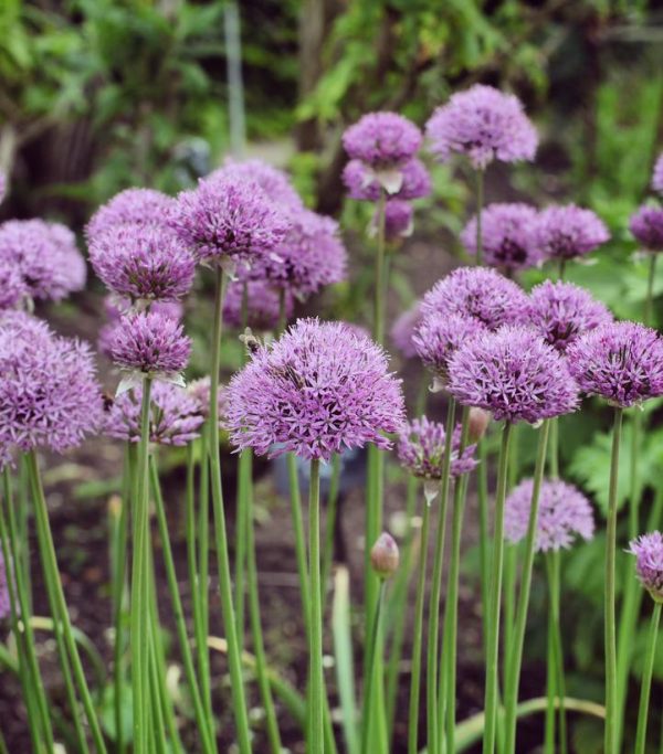 ALLIUM `PINBALL WIZARD`