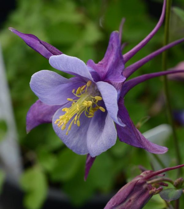 AQUILEGIA EARLYBIRD `PURPLE BLUE`