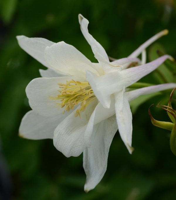 AQUILEGIA EARLYBIRD `WHITE`