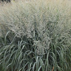 PANICUM PRAIRIE WINDS `NIAGARA FALLS`