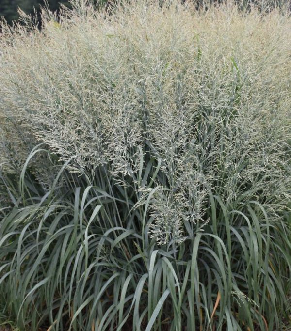 PANICUM PRAIRIE WINDS `NIAGARA FALLS`