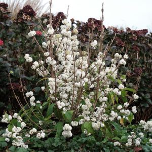 CALLICARPA PLUMP N PLENTIFUL `SNOW STAR`