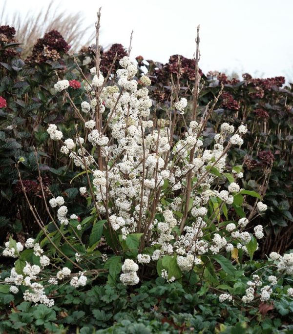 CALLICARPA PLUMP N PLENTIFUL `SNOW STAR`