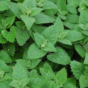 NEPETA CATARIA - CATNIP