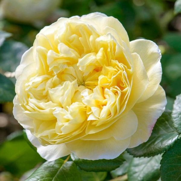 ROSA `CHARLES DARWIN`