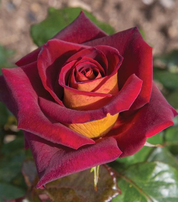 ROSA `DARK NIGHT`