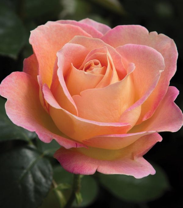 ROSA `ELLE`