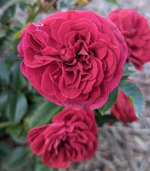 ROSA `TRUE LOVE`