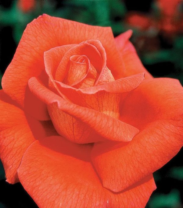 ROSA `VOODOO`