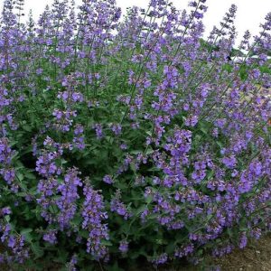 NEPETA `SIX HILLS GIANT`