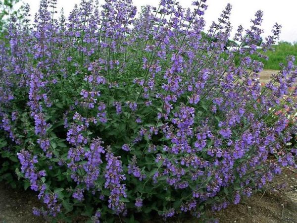 NEPETA `SIX HILLS GIANT`