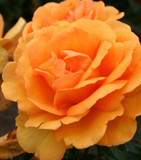 ROSA SUNBELT `SOUTH AFRICA`