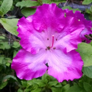 AZALEA `MARTHA HITCHCOCK`