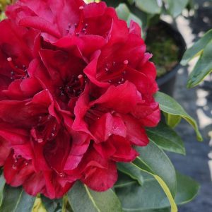 RHODODENDRON `FIRESTORM`
