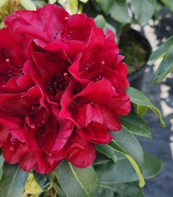 RHODODENDRON `FIRESTORM`