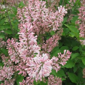 SYRINGA PATULA `DREAM CLOUD`
