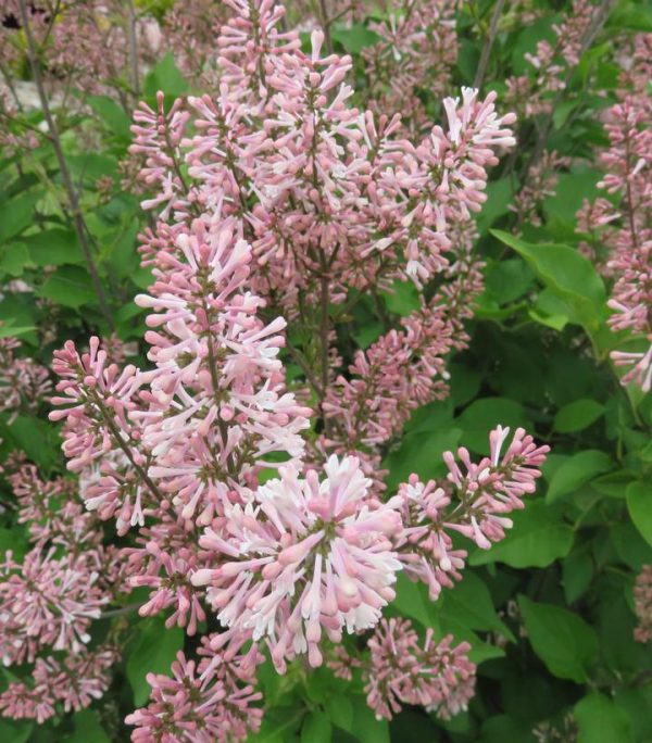 SYRINGA PATULA `DREAM CLOUD`
