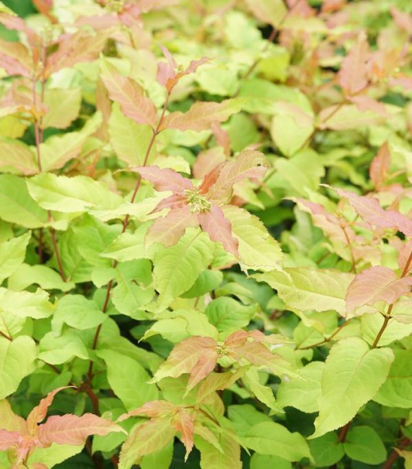 DIERVILLA RIVULARIS `KODIAK FRESH`
