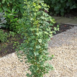 GINKGO BILOBA `SKINNY FIT`