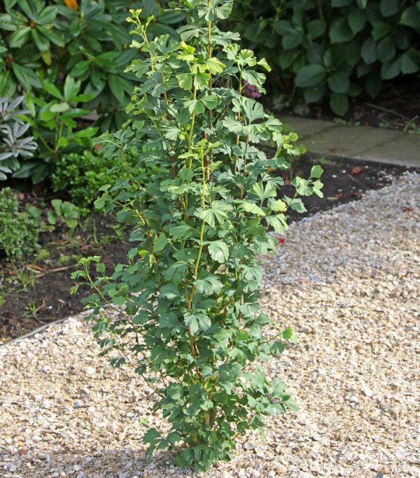 GINKGO BILOBA `SKINNY FIT`