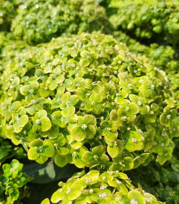 HYDRANGEA ARB. INVINCIBELLE `SUBLIME`