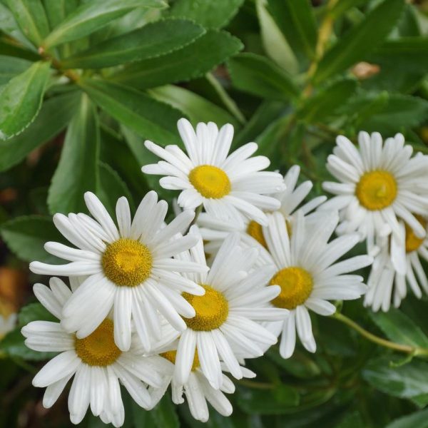 NIPPONANTHEMUM NIPPONICUM