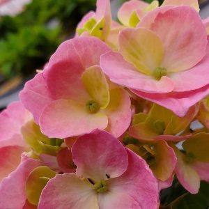 HYDRANGEA M.S. L.D.  `SKY VIEW`