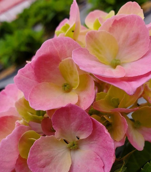 HYDRANGEA M.S. L.D.  `SKY VIEW`