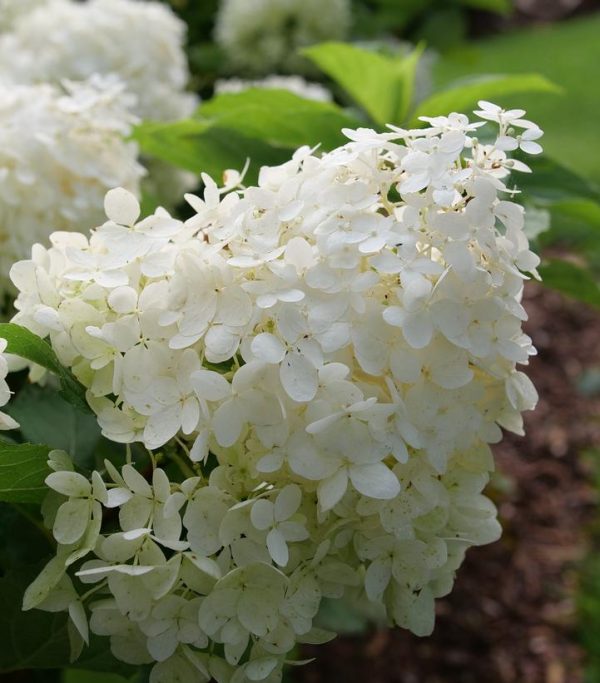 HYDRANGEA PAN. `PUFFER FISH`