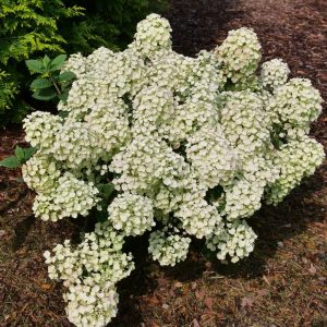 HYDRANGEA PAN. `TINY QUICK FIRE`