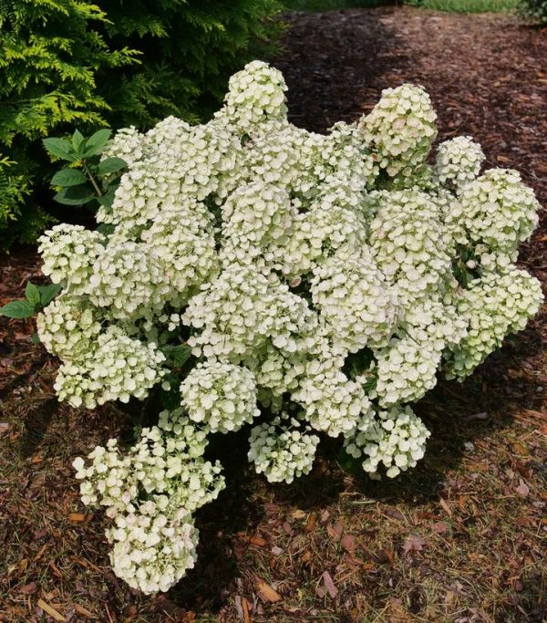 HYDRANGEA PAN. `TINY QUICK FIRE`