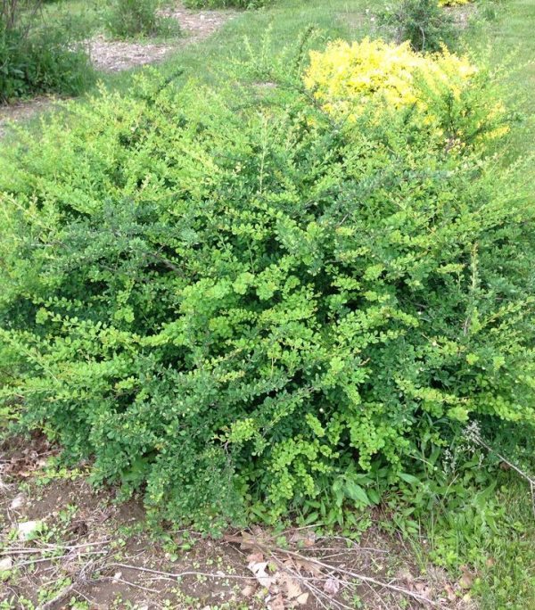 BERBERIS WORRYFREE `MR. GREEN GENES`