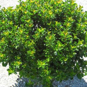 ILEX X MESERVEAE `EMERALD MAGIC`